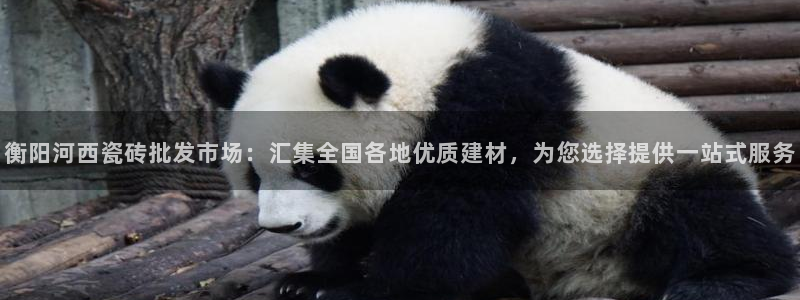 杏鑫官方平台怎么样啊