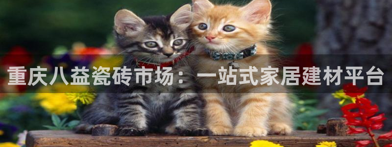 杏鑫注册登录代理